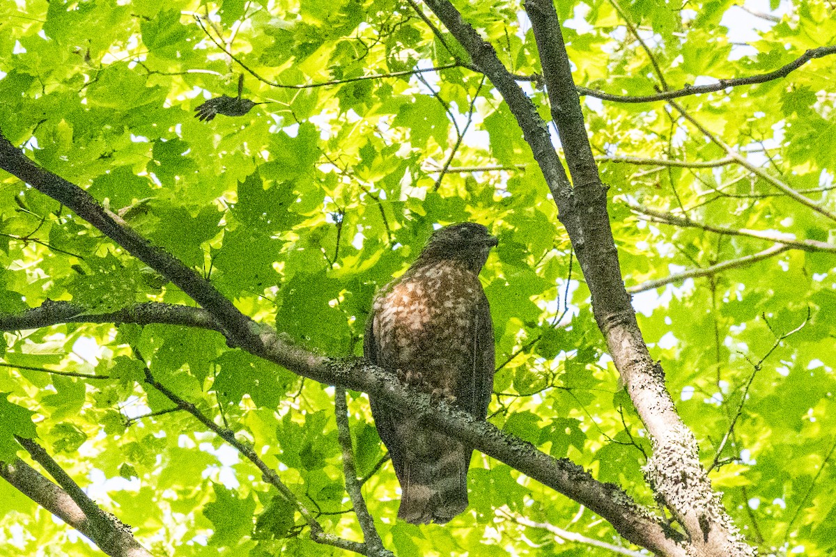 Broad-winged Hawk - David Eberly