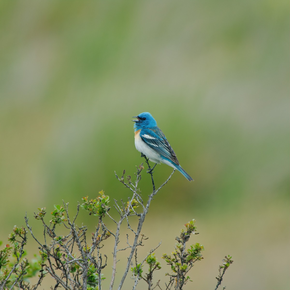 Lazuli Bunting - ML352921531