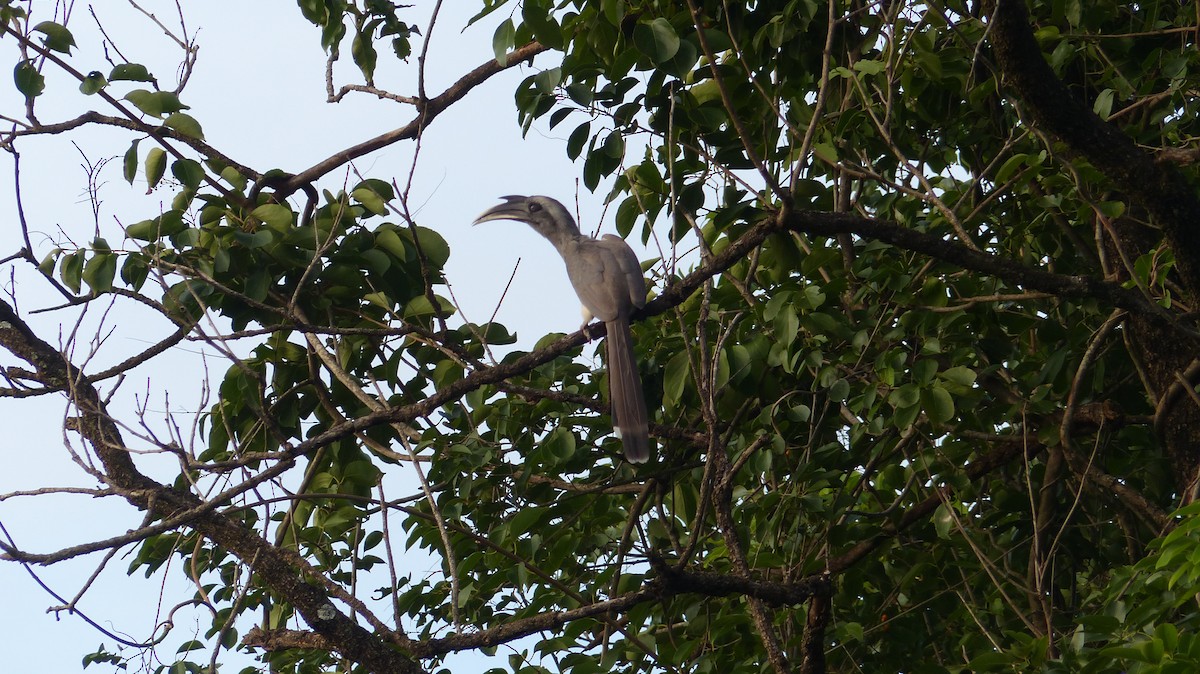 Indian Gray Hornbill - ML35292311