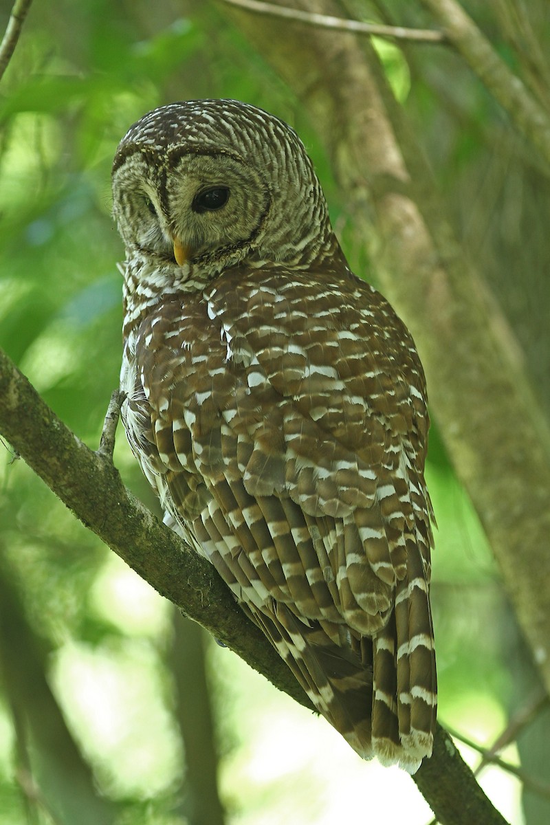 Barred Owl - ML35292651