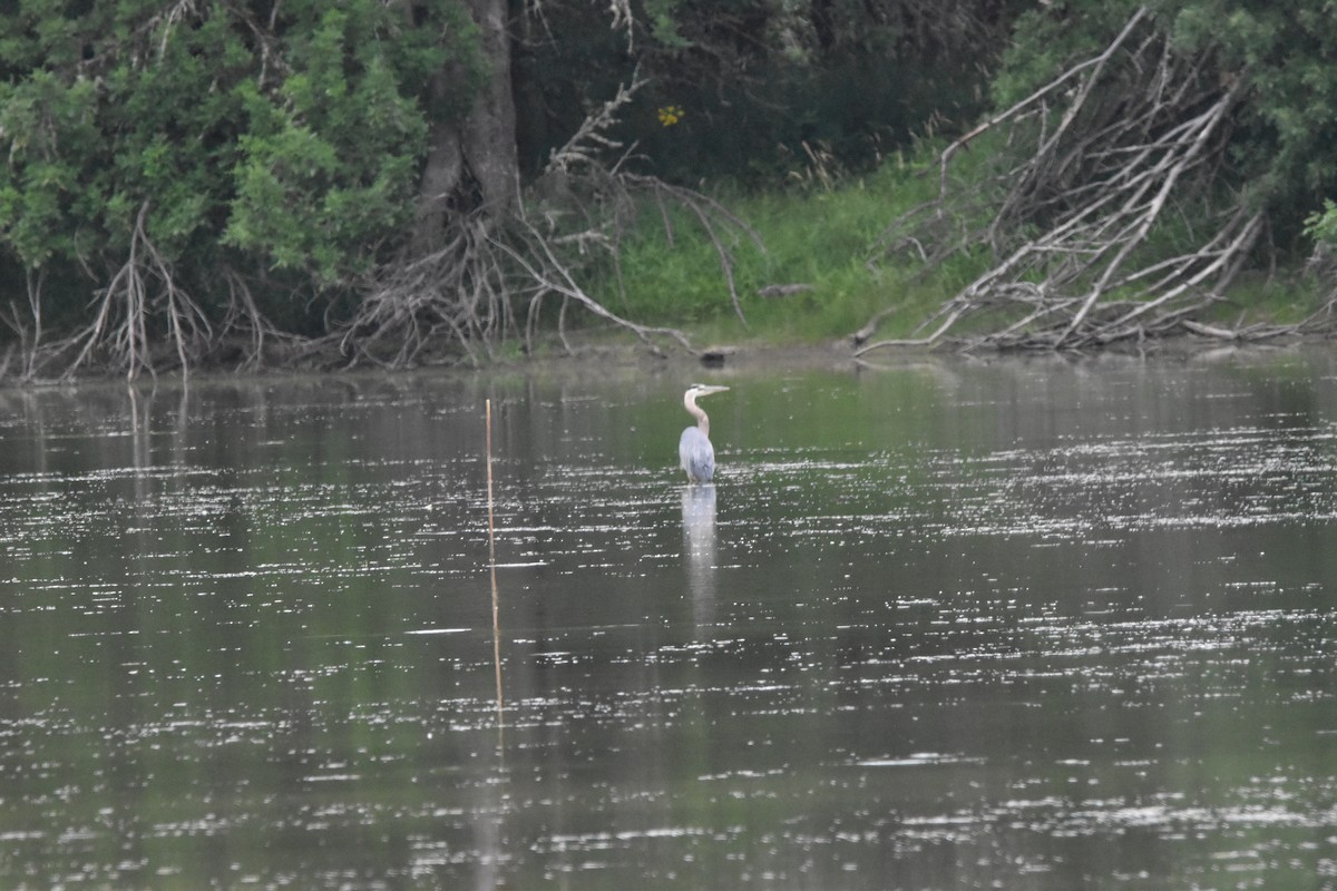 Great Blue Heron - ML352926861