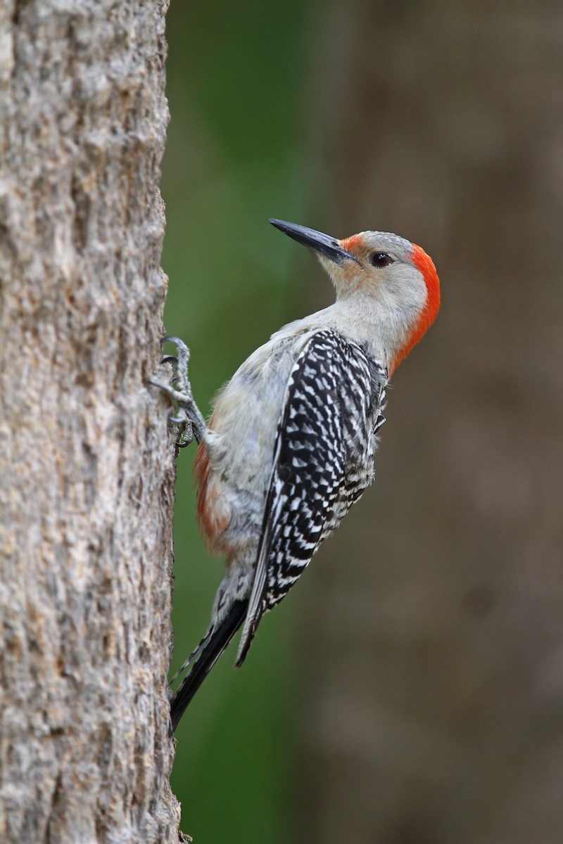 Red-bellied Woodpecker - ML35292701