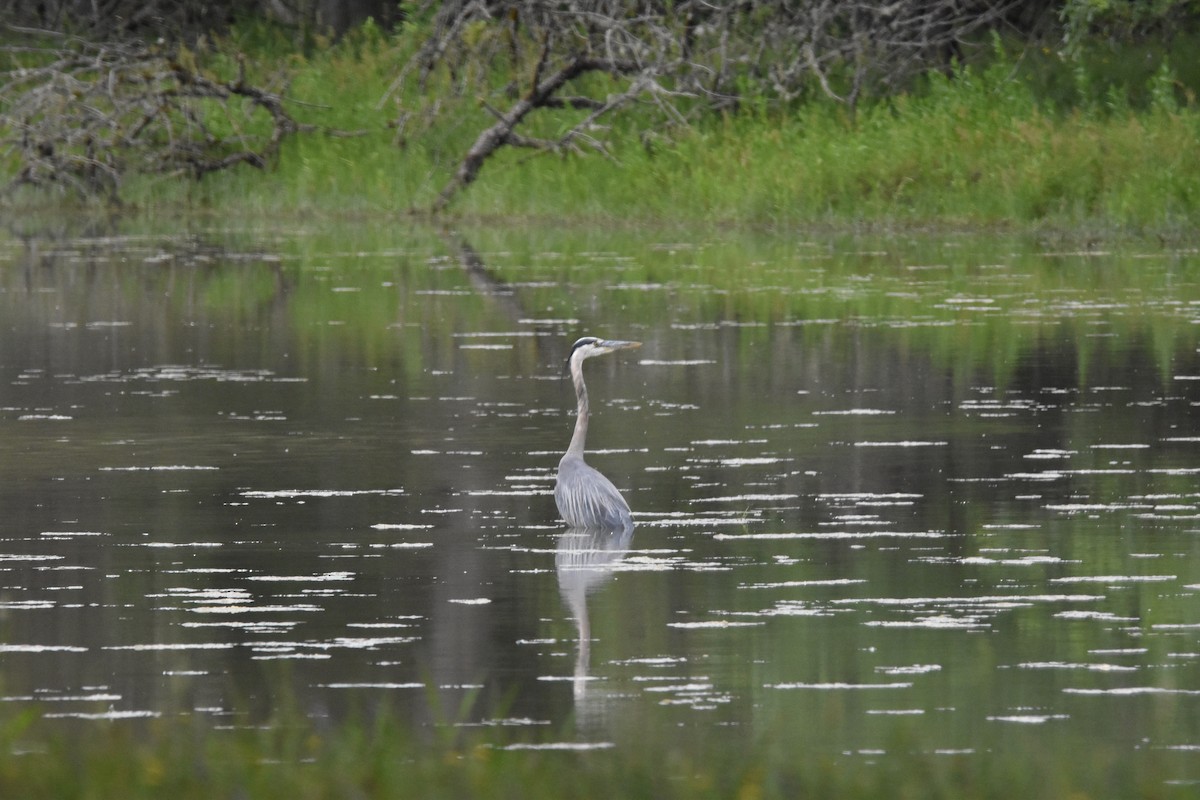 Great Blue Heron - ML352927341