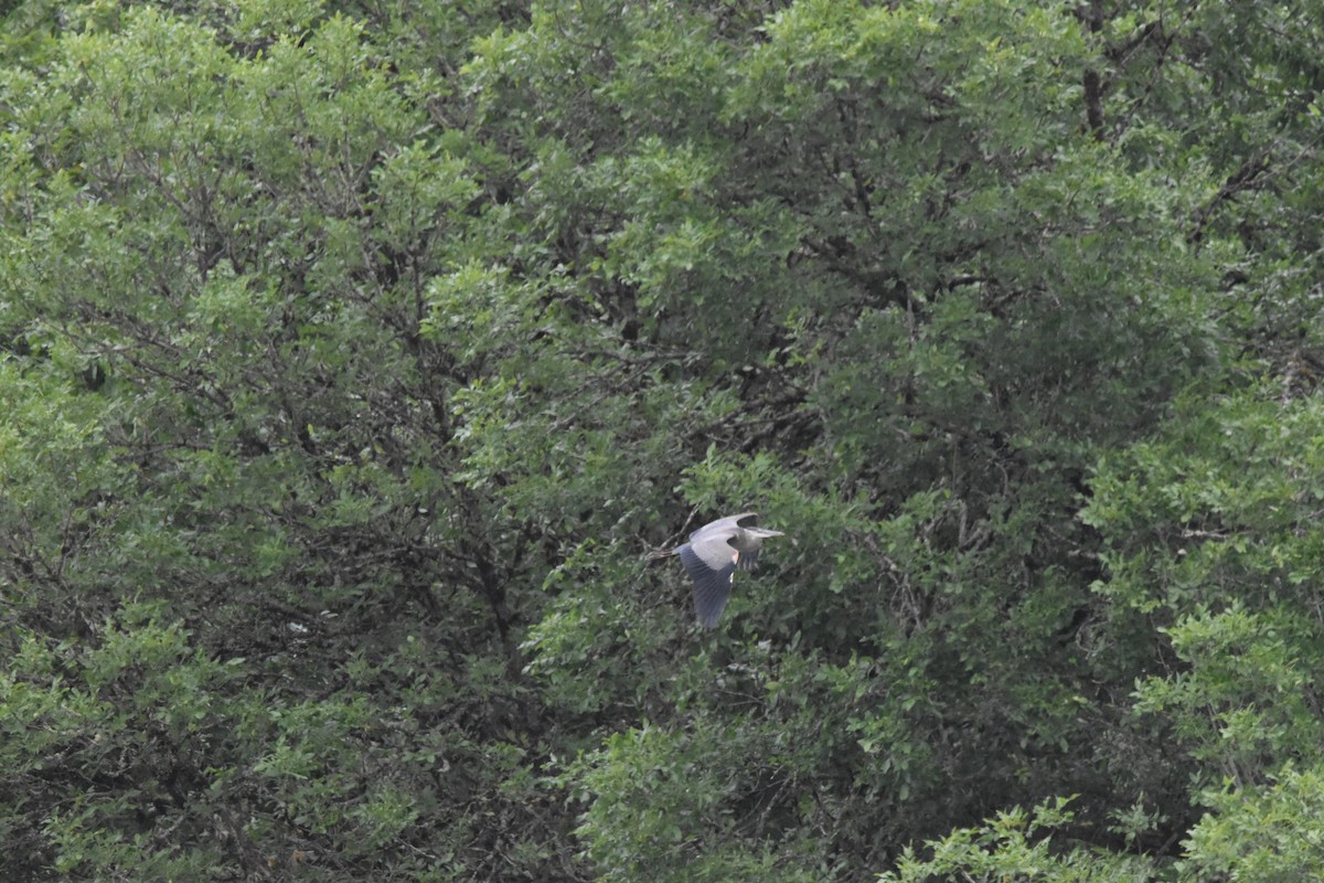 Great Blue Heron - ML352927361