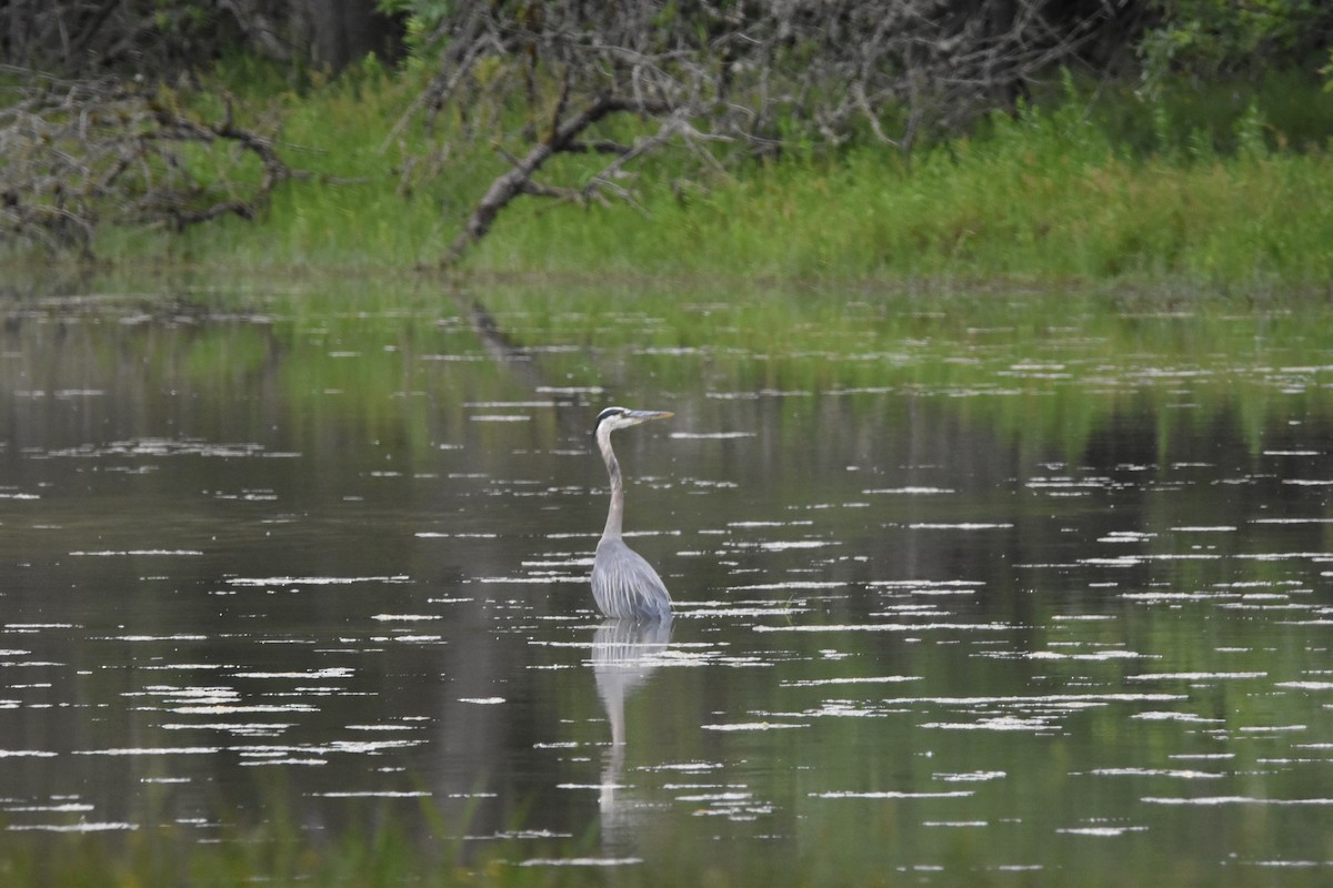 Great Blue Heron - ML352927371