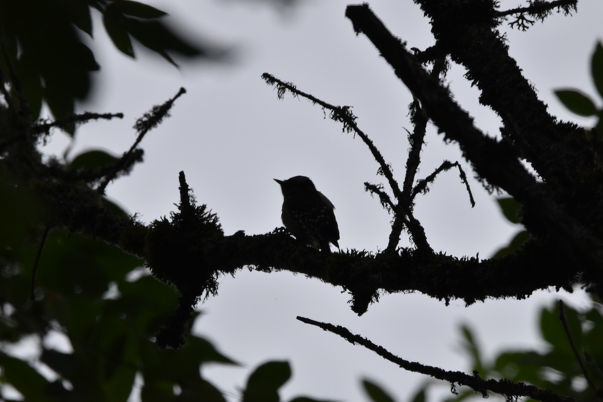 Downy Woodpecker - ML352927411