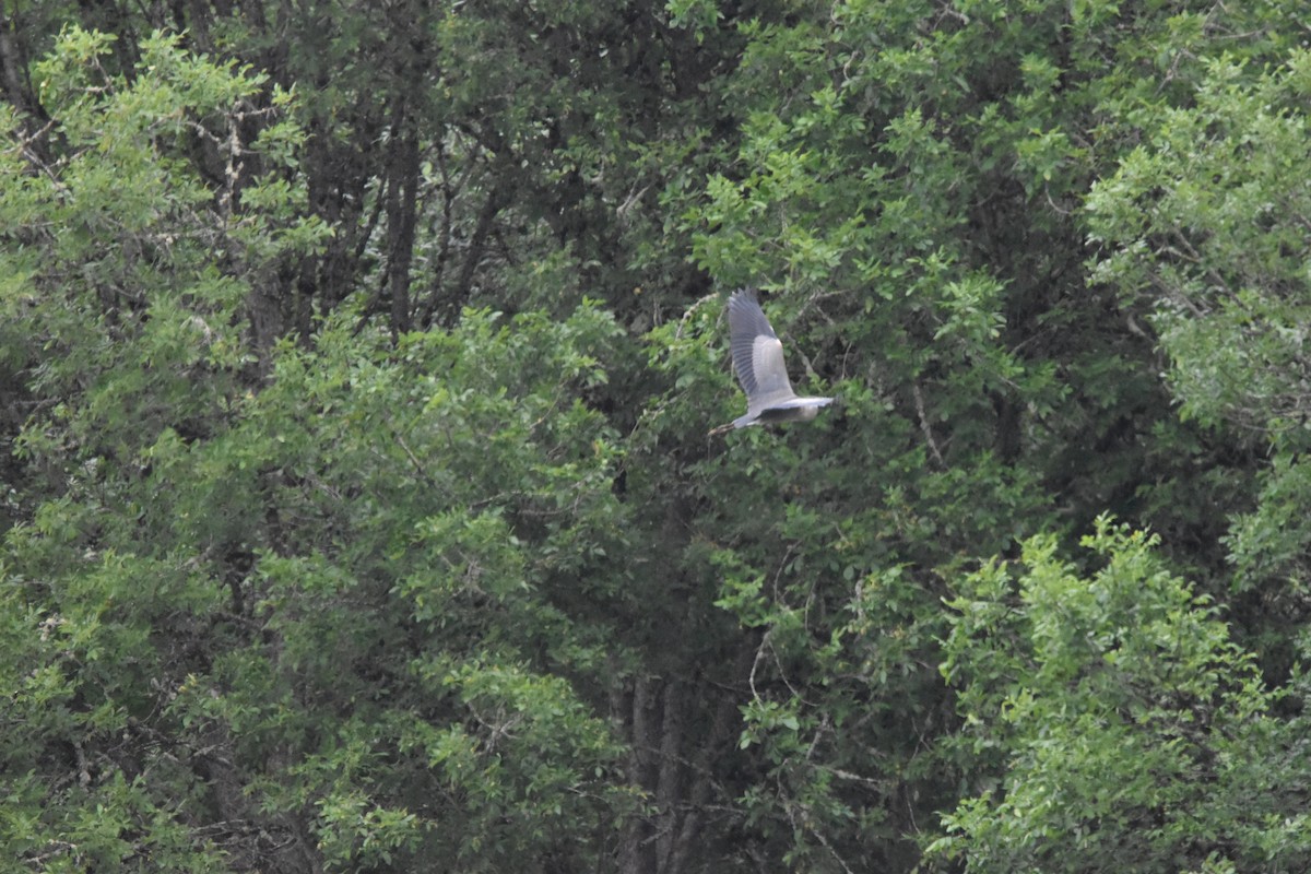 Great Blue Heron - ML352927641