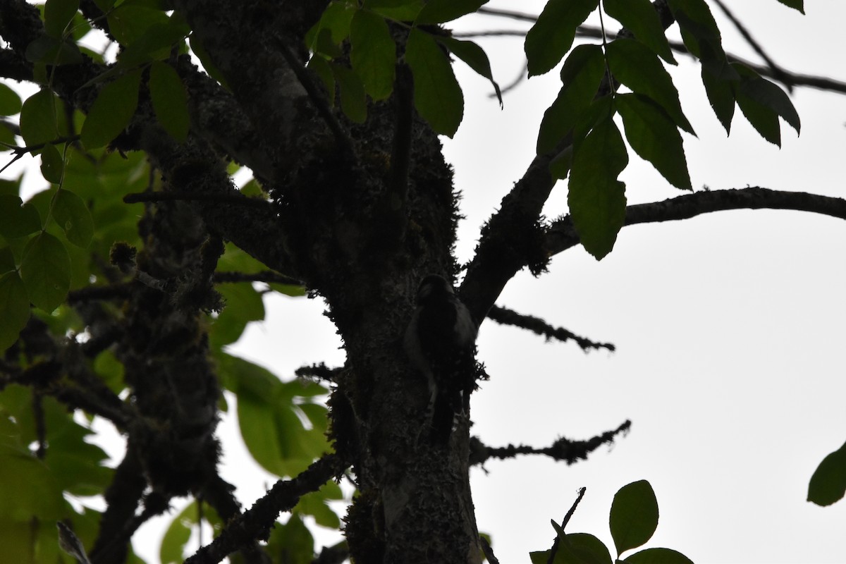 Downy Woodpecker - ML352928581