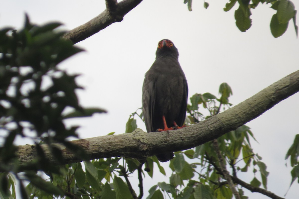 Slate-colored Hawk - Matthias van Dijk