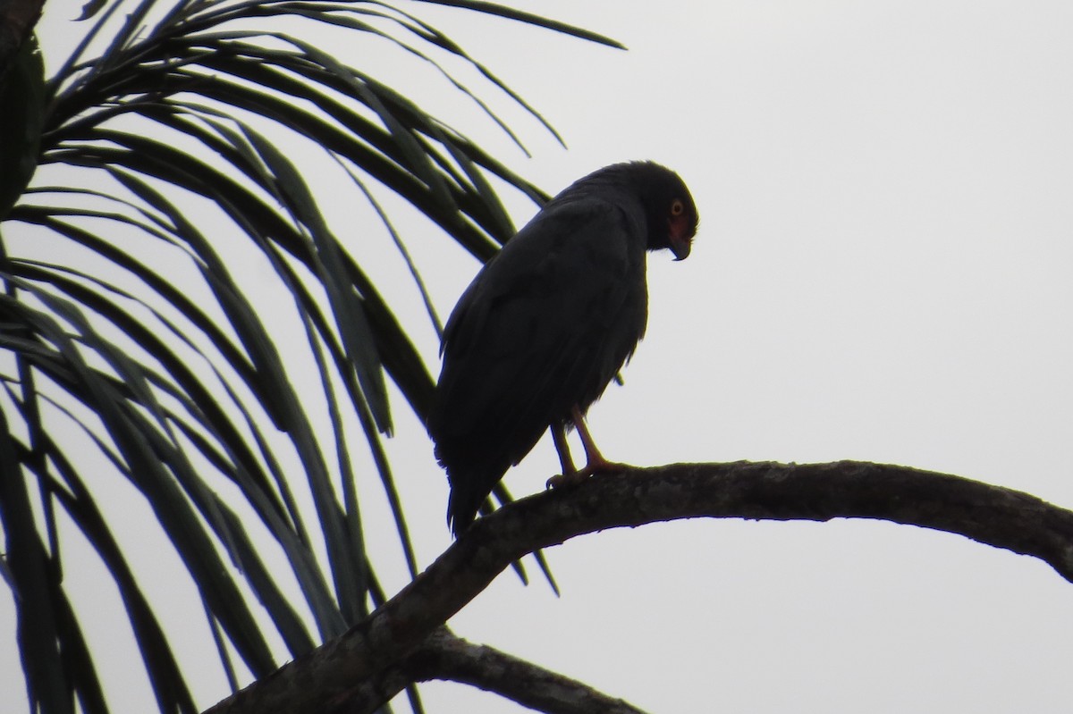 Slate-colored Hawk - Matthias van Dijk