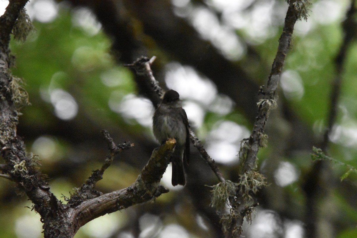 Western Wood-Pewee - ML352929021