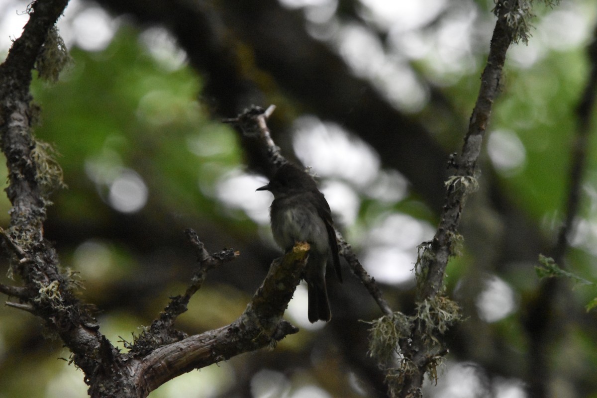 Western Wood-Pewee - ML352929071