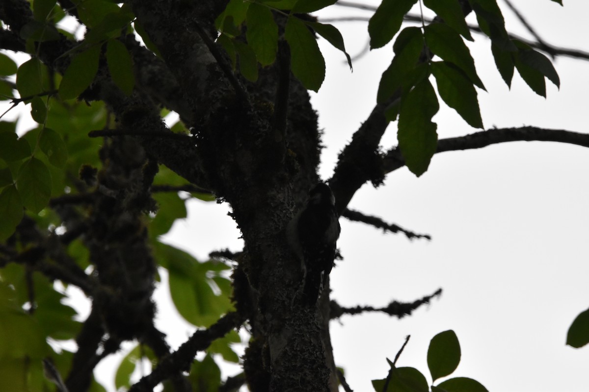 Downy Woodpecker - ML352929121