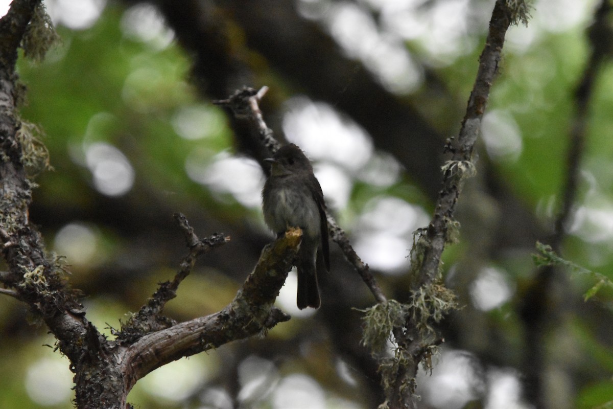 Western Wood-Pewee - ML352929221