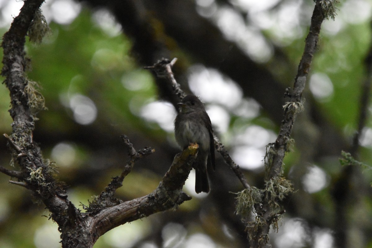 Western Wood-Pewee - ML352929281