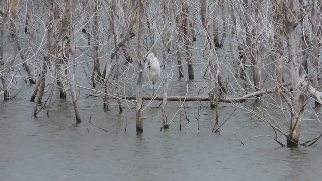 egretthegre - ML352930011