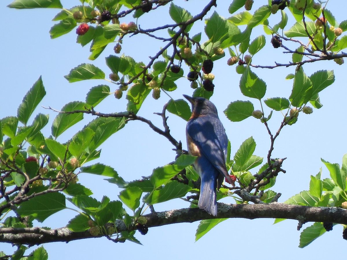 Eastern Bluebird - ML352931341