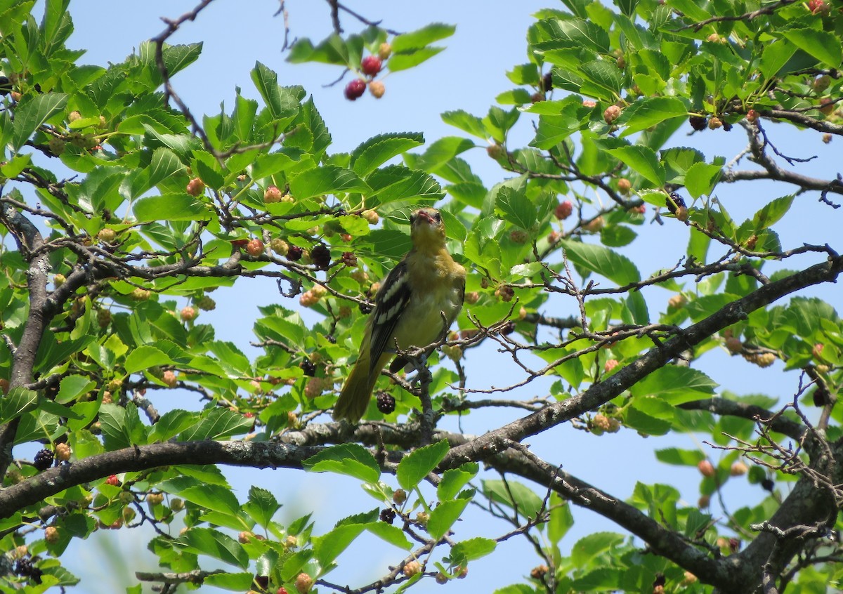 Baltimore Oriole - ML352931981