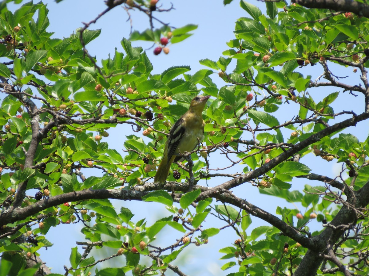 Baltimore Oriole - ML352932011