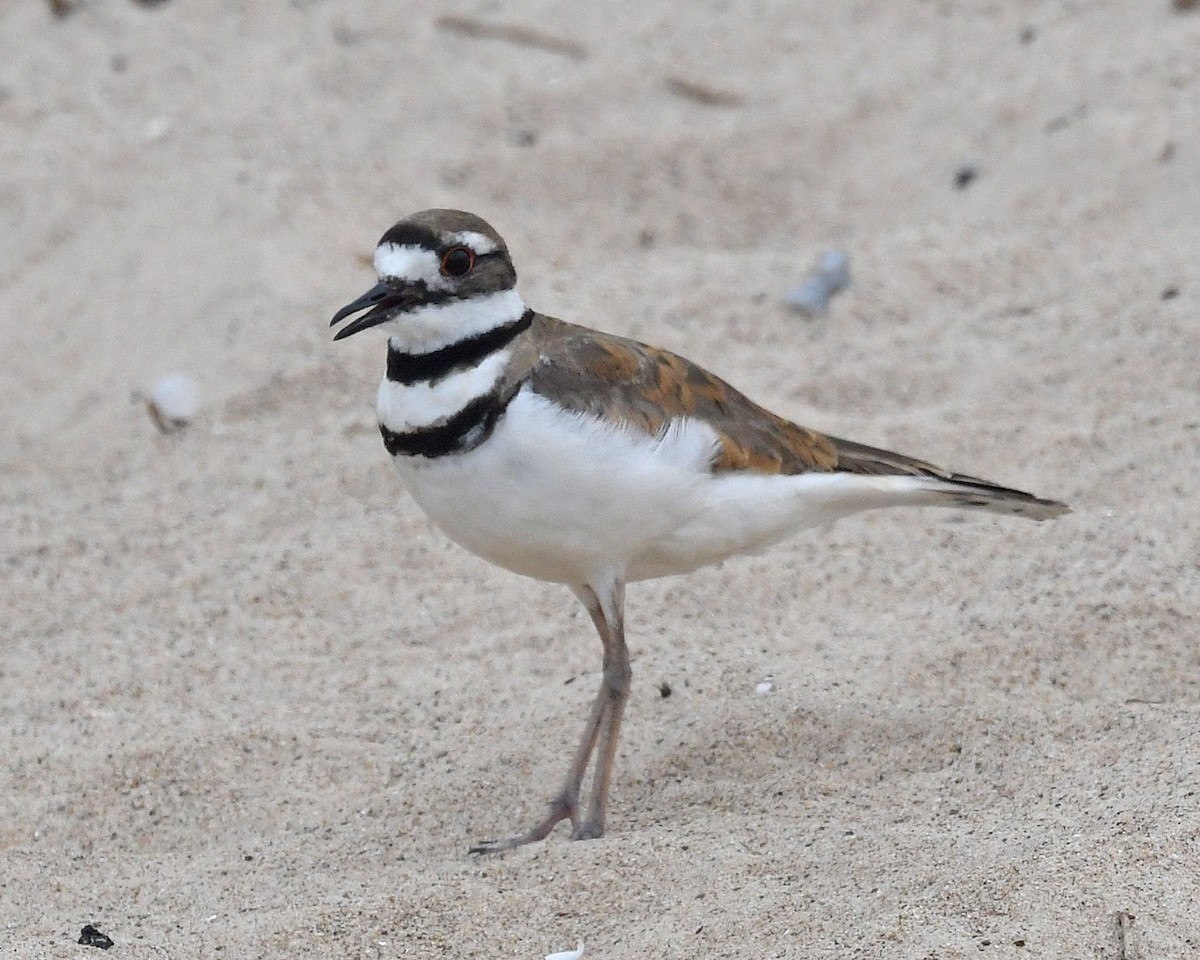 Killdeer - ML352932181