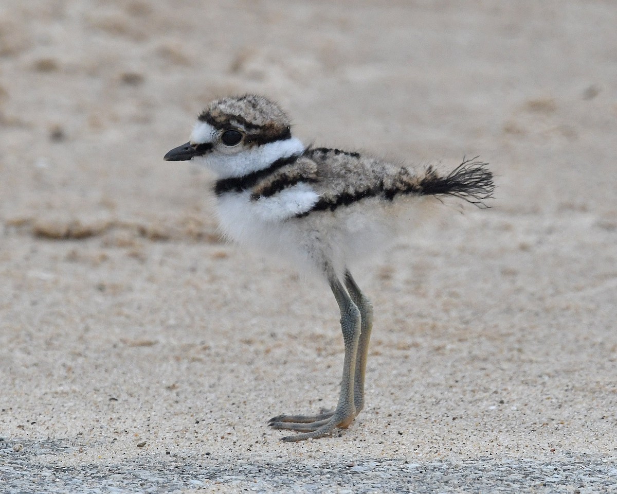 Killdeer - ML352932271