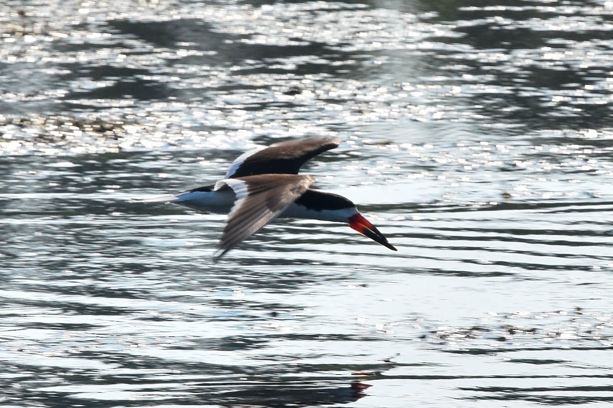 Black Skimmer - ML352932391