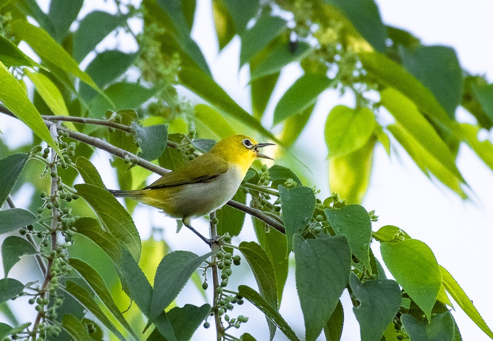 Lowland White-eye - Wesley Caballa