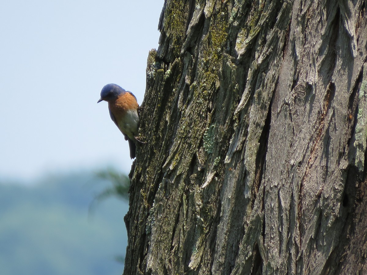 Eastern Bluebird - ML352932561