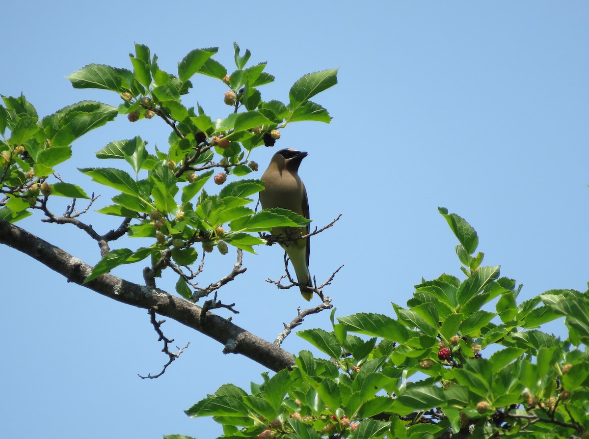 Cedar Waxwing - ML352932831