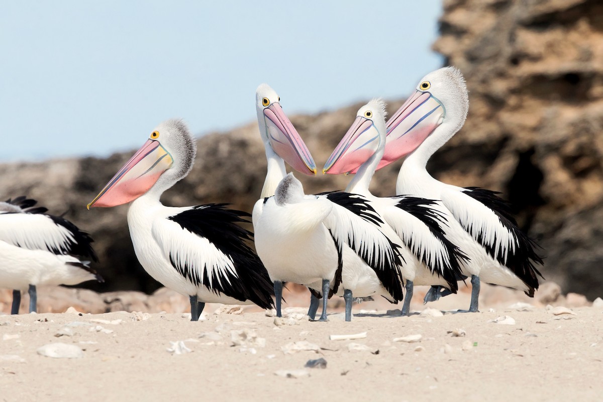 Australian Pelican - David Irving