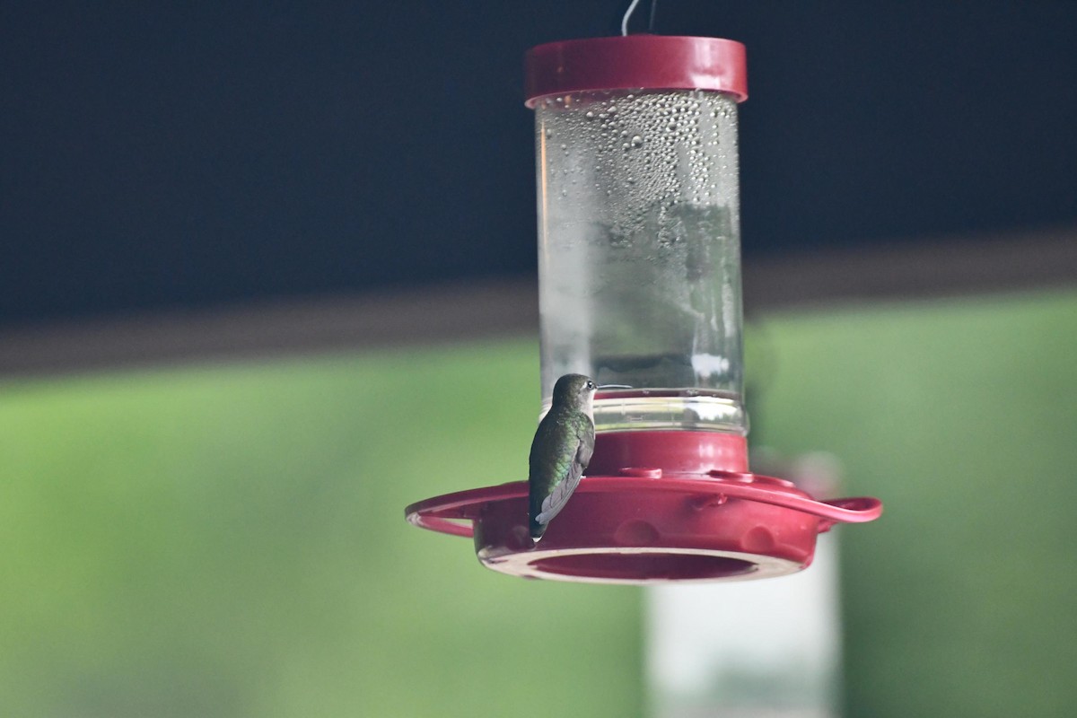 Colibrí Gorjirrubí - ML352933641