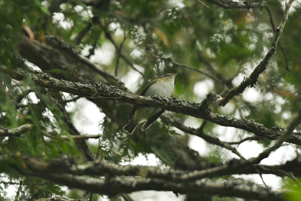 Vireo Ojirrojo - ML352933651