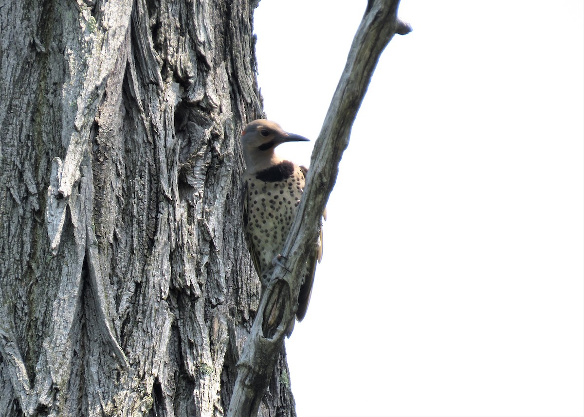 Northern Flicker - Cynthia Lamb