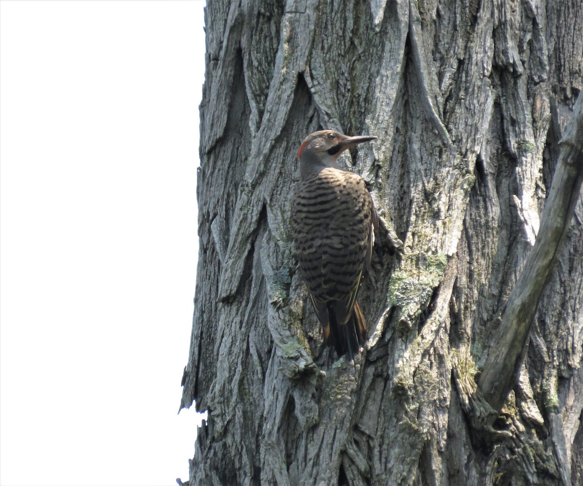 Northern Flicker - ML352934071