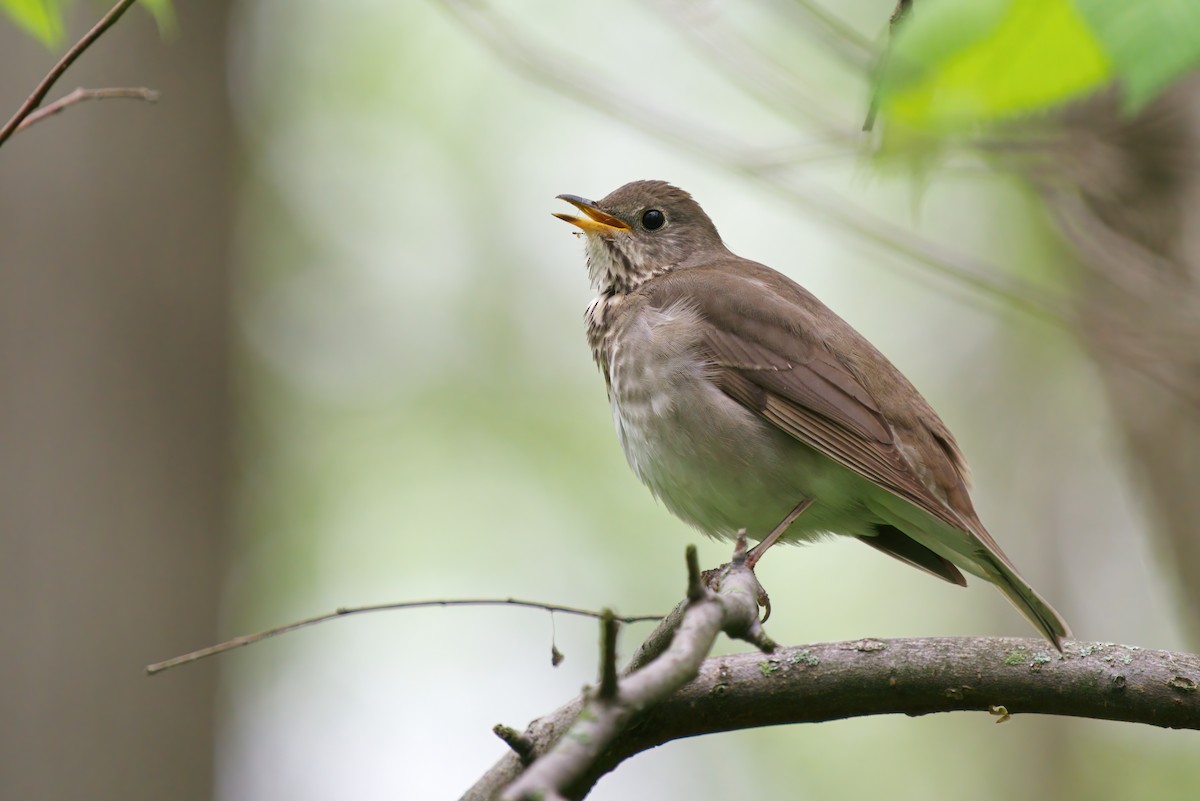 Gray-cheeked Thrush - ML352936031