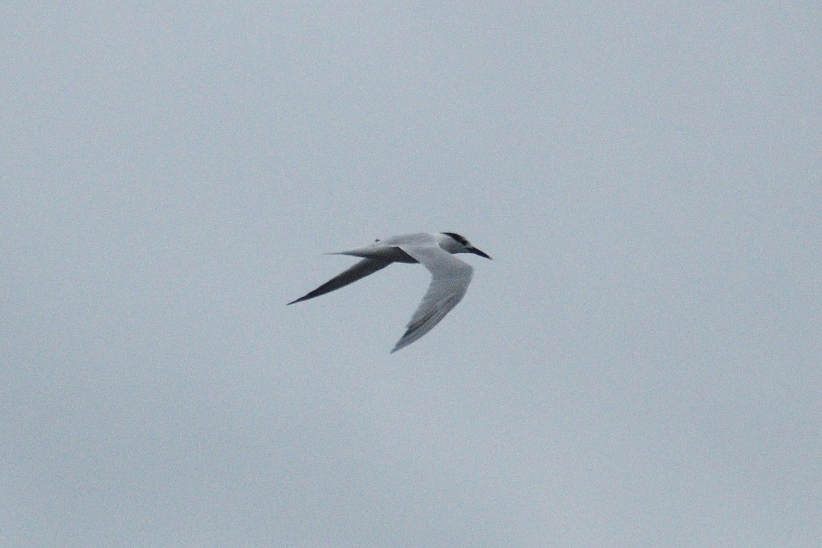 Sandwich Tern - Jason Chen