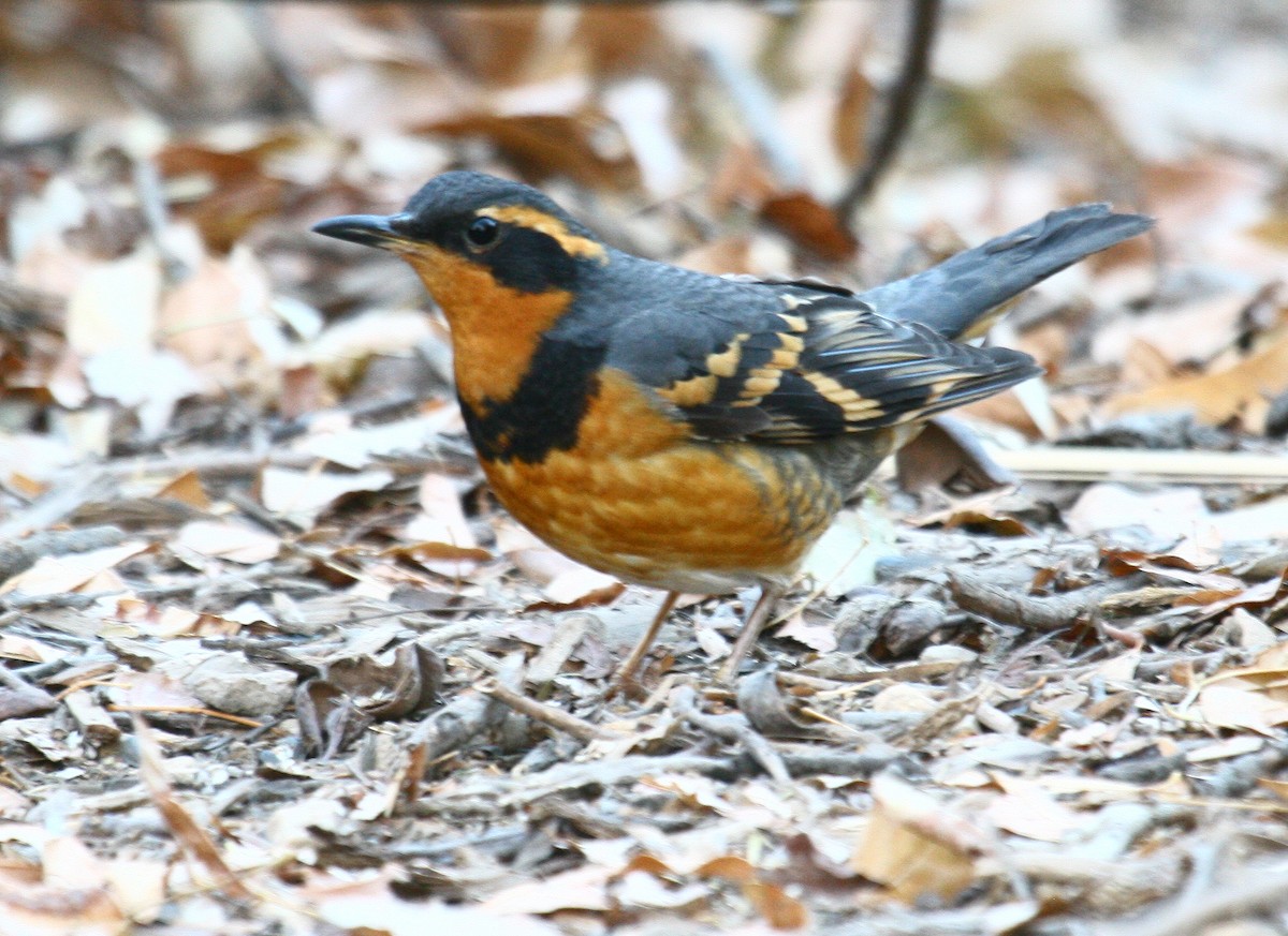 Varied Thrush - ML352938621