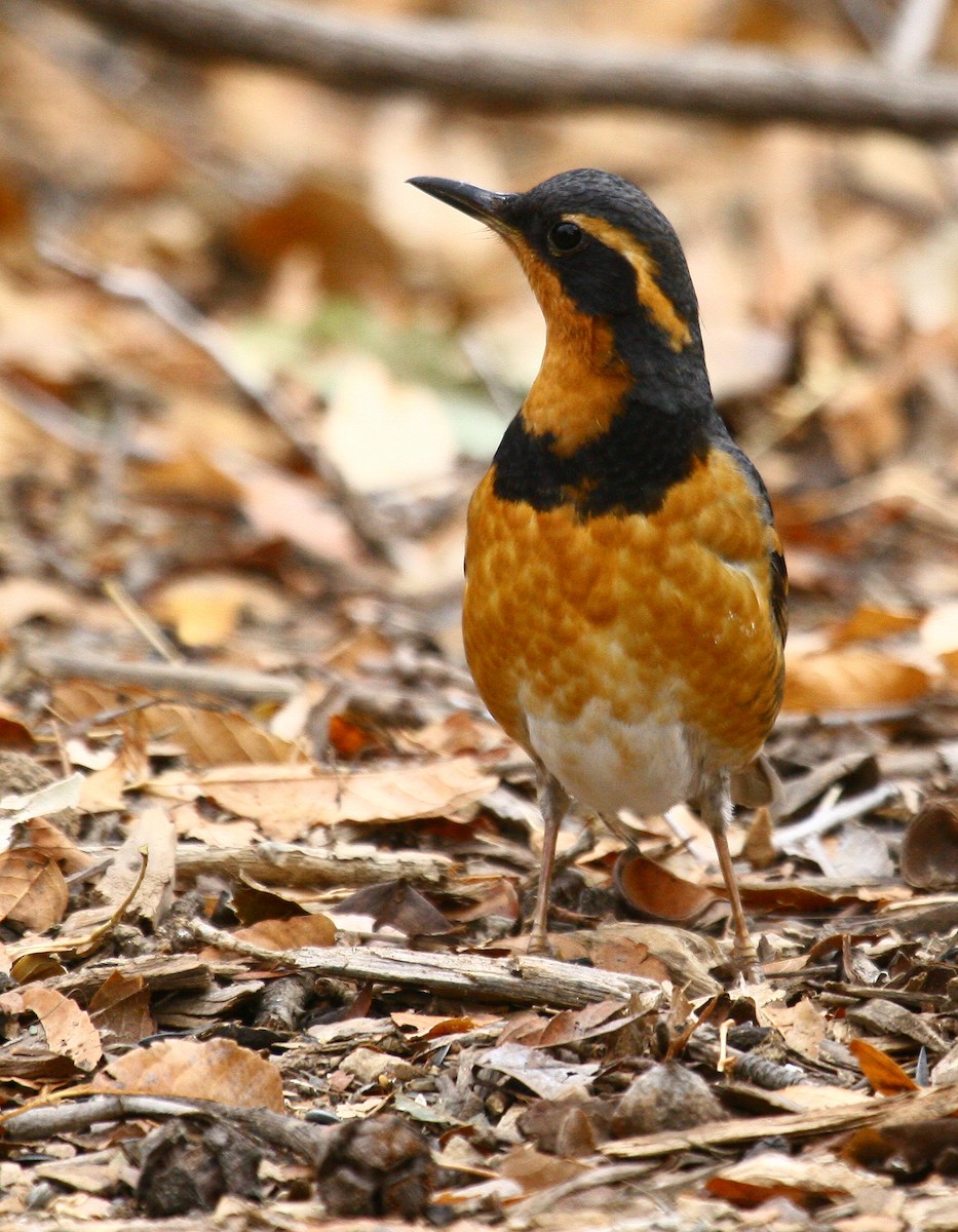 Varied Thrush - ML352941391