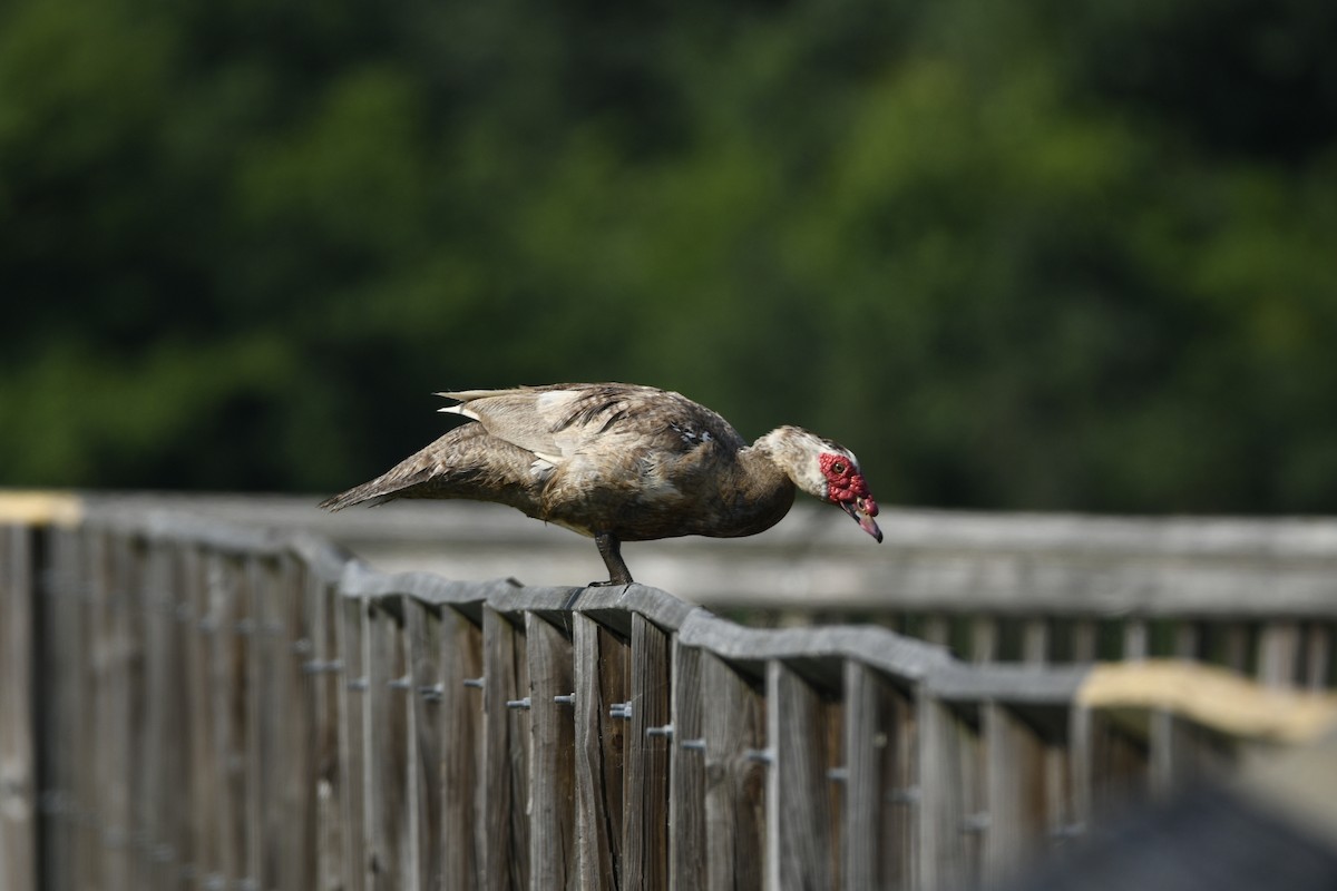 Muscovy Duck (Domestic type) - ML352941471