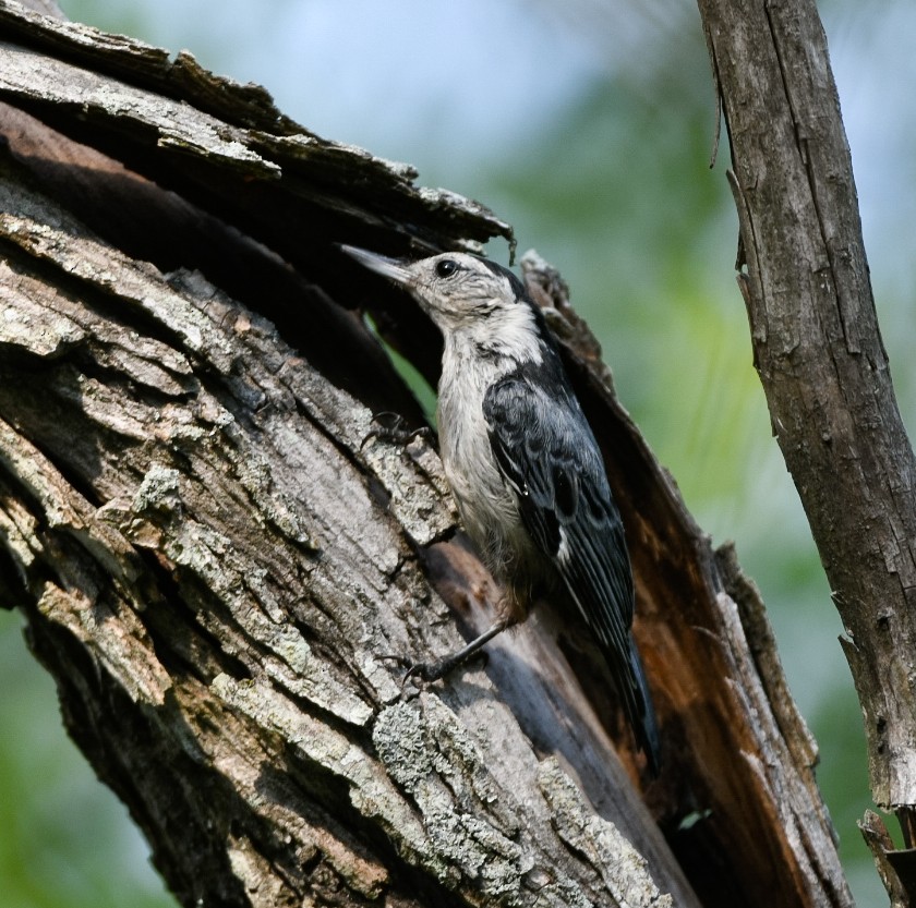 White-breasted Nuthatch - ML352942631