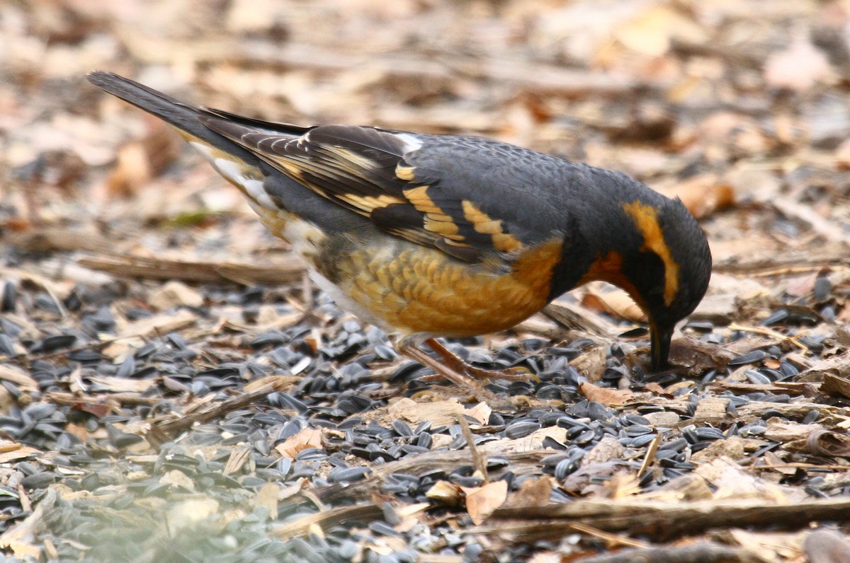 Varied Thrush - ML352942711