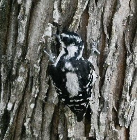 Downy Woodpecker - ML352942751