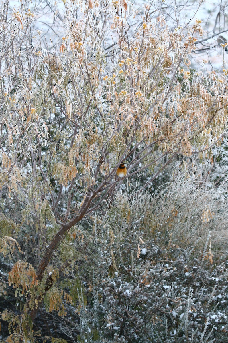 Varied Thrush - ML352944521