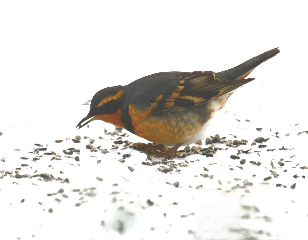 Varied Thrush - ML352944601