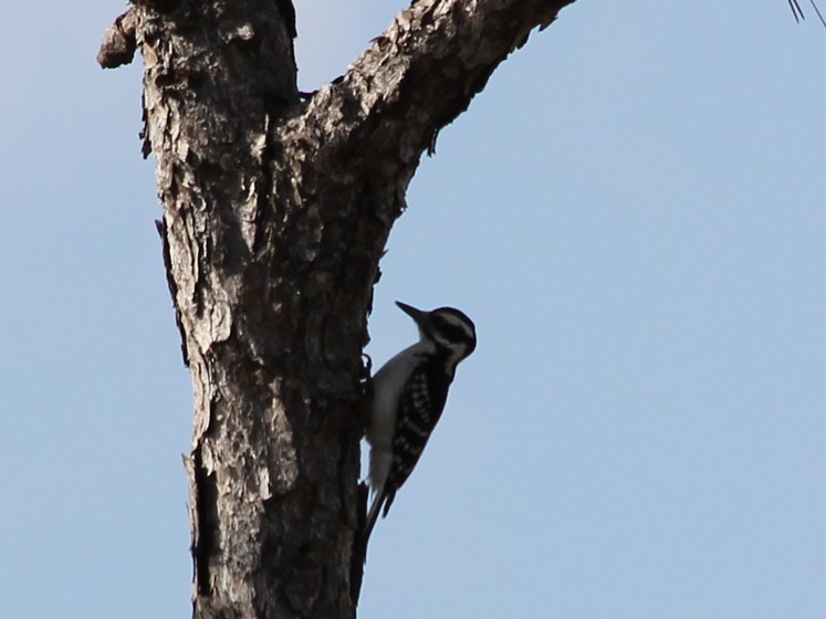 Hairy Woodpecker - ML35294471