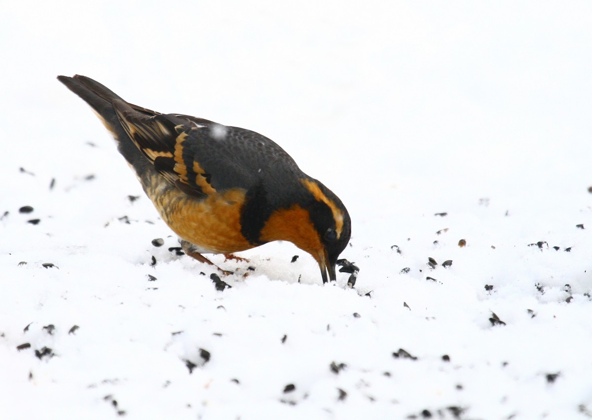 Varied Thrush - ML352944881