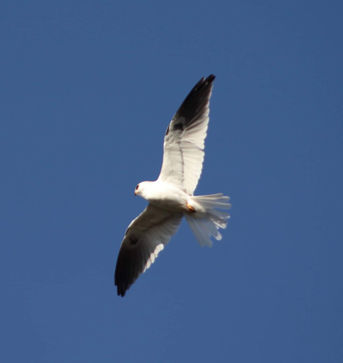 White-tailed Kite - ML352945071