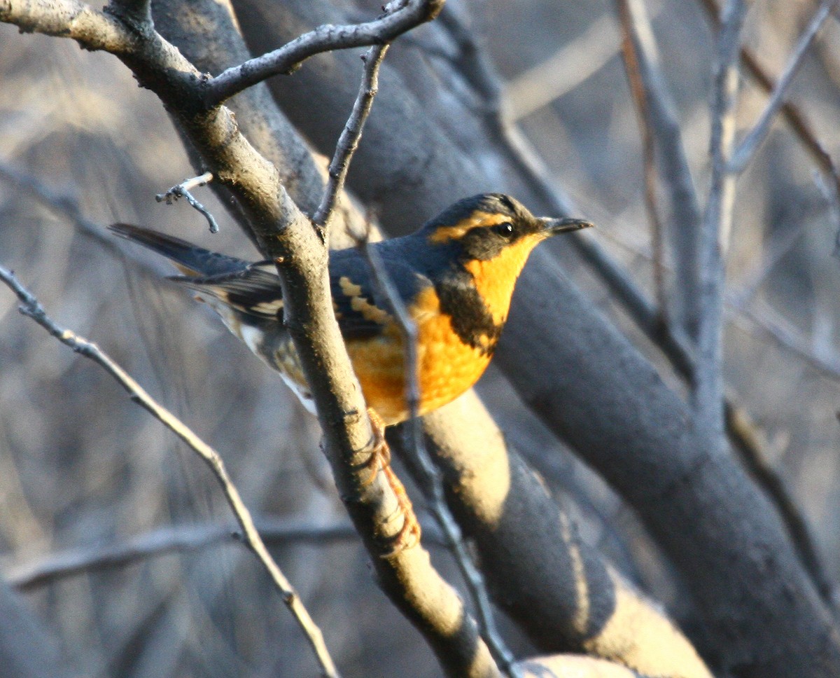 Varied Thrush - ML352945331