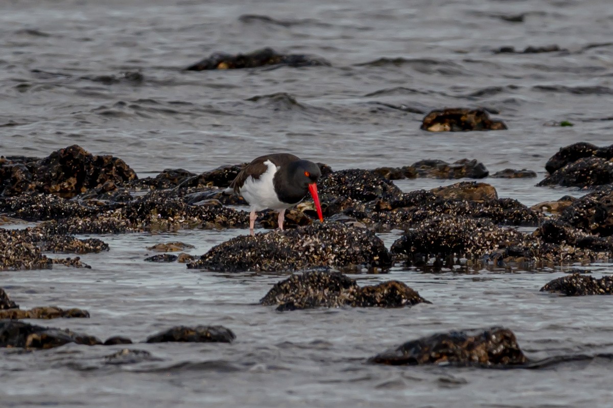 American Oystercatcher - ML352945441