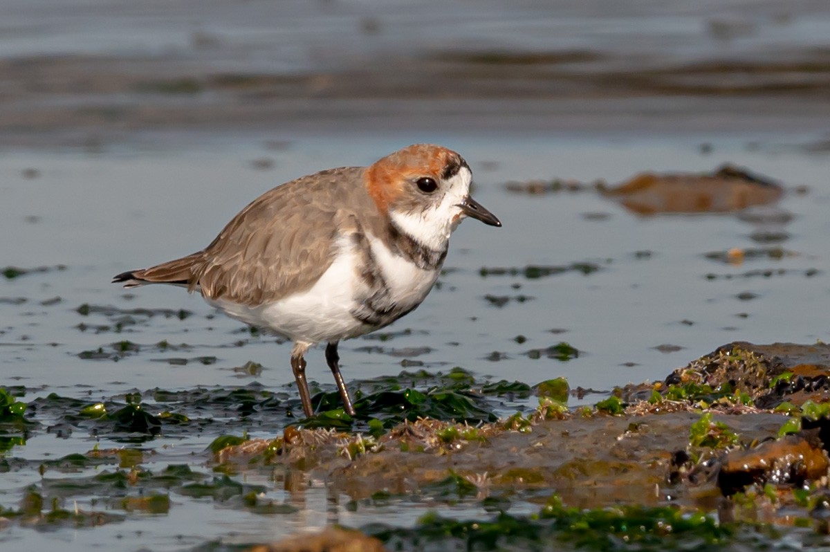 Two-banded Plover - ML352945471